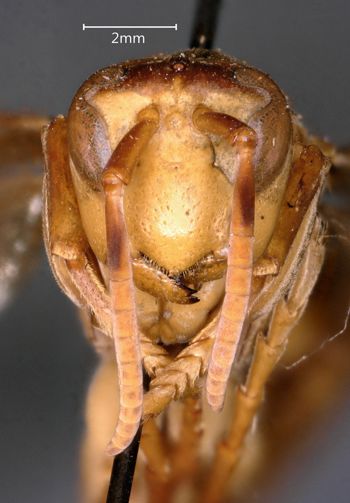 Media type: image;   Entomology 33162 Aspect: head frontal view